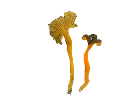 Cantharellus Lutescens Mushroom