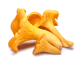 Chanterelle Mushroom