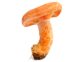 lactarius  Mushroom