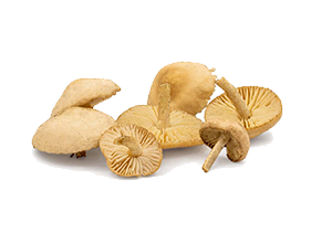 Marasmius Oreades Mushroom