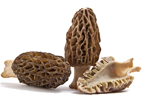 Morel Mushroom