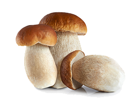 Boletus Edulis Mushroom