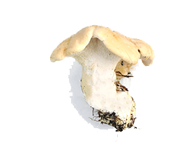 Hydnum Rufescens Mushroom