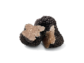 Truffles Mushroom